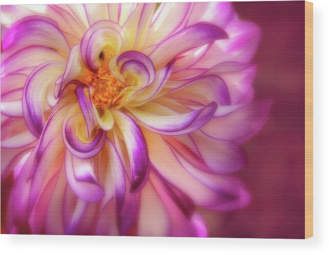 Dahlia Wood Print featuring the photograph Curly, Swirly Dahlia by Mary Jo Allen