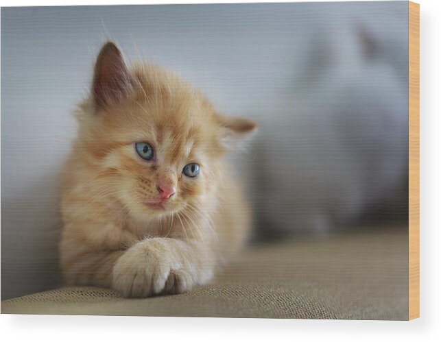 Cat Wood Print featuring the photograph Cute orange kitty by Top Wallpapers