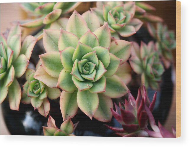 Cute Wood Print featuring the photograph Cute succulent by Top Wallpapers