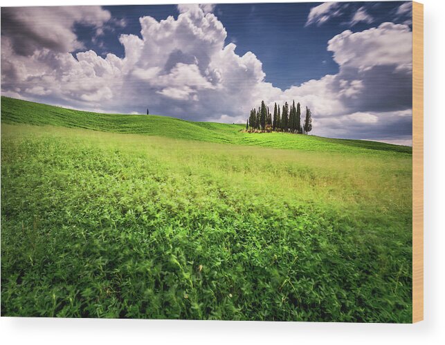 Cypress Trees Wood Print featuring the photograph Cypress trees in Tuscany by Andrei Dima