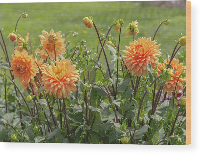 Jenny Rainbow Fine Art Photography Wood Print featuring the photograph Dahlia Glorie Van Noordwijk 3 by Jenny Rainbow