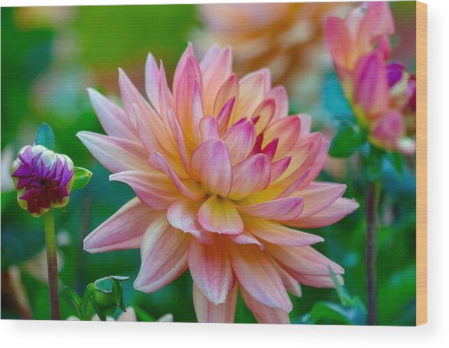 Dahlia Wood Print featuring the photograph Dahlia Splendor by Susan Rydberg