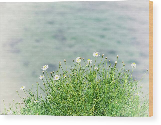 Daisy Wood Print featuring the photograph Dainty Daisies Vintage by Joseph S Giacalone