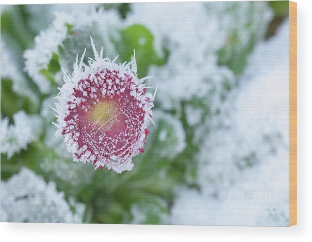 Frozen Wood Print featuring the photograph Daisy frozen in winter garden by Simon Bratt