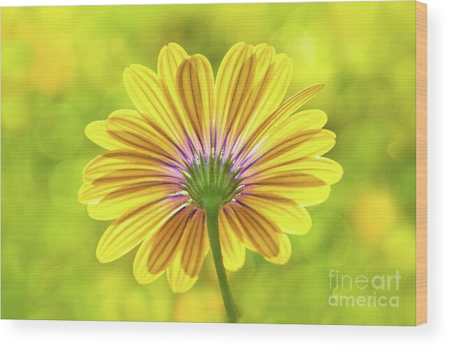 Flower Wood Print featuring the photograph Daisy In Back Light by Mimi Ditchie