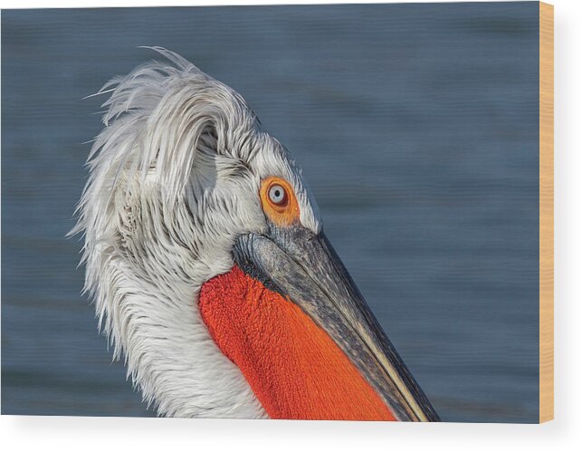 Animal Wood Print featuring the photograph Dalmatian pelican portrait - Pelecanus crispus by Jivko Nakev