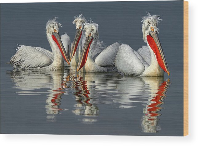 Lake Wood Print featuring the photograph Dalmatian Pelicans Close Up by Xavier Ortega