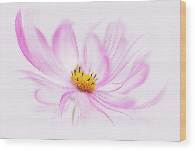 Dancing Flower Cosmos Wood Print featuring the photograph Dancing Flower Cosmos by Cora Niele