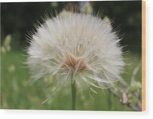 Dandelion Head Wood Print featuring the photograph Dandelion head close up by Martin Smith