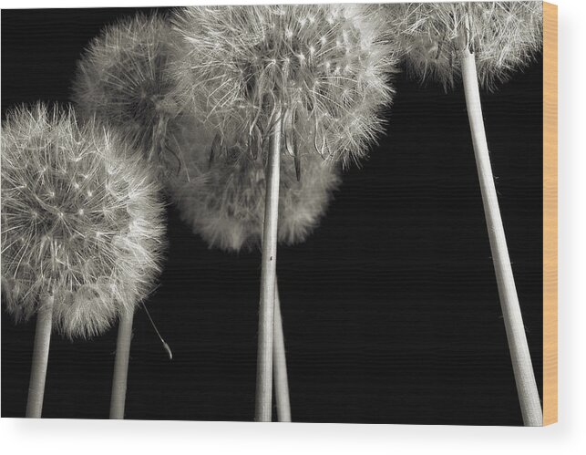 Dandelion Wood Print featuring the photograph Dandelion by Mike Eingle