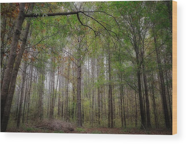 Scenic Wood Print featuring the photograph Dark Forest in the Late Afternoon by Steven Gordon