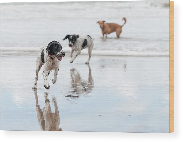 Pets Wood Print featuring the photograph Day At The Beach by Dageldog