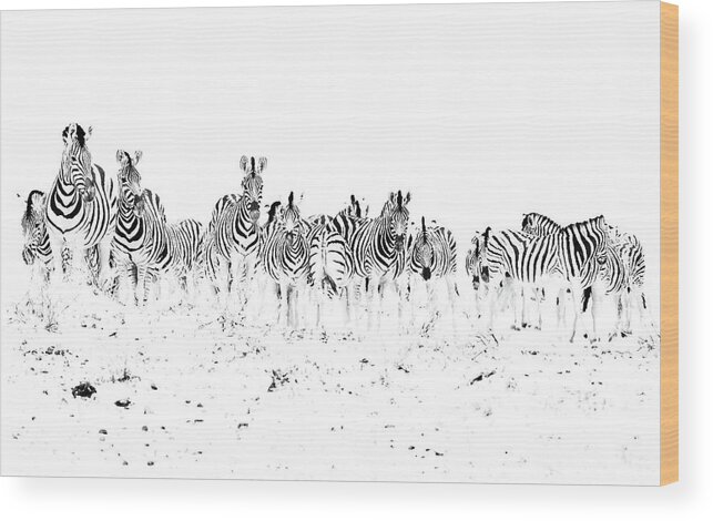 Zebra Wood Print featuring the photograph Dazzle by Hamish Mitchell