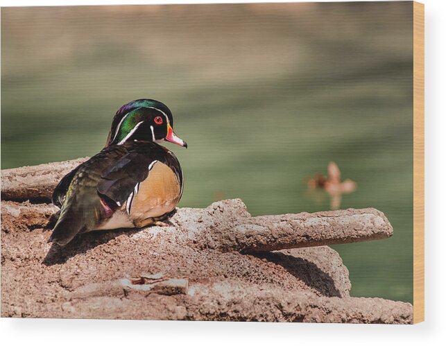 Animal Wood Print featuring the photograph DC Wood Duck by Don Johnson