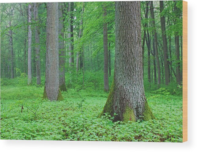 Scenics Wood Print featuring the photograph Deciduous Forest In Spring, Spessart by Martin Ruegner