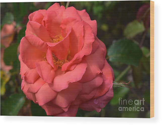 Rose Wood Print featuring the photograph Deep Coral Floribunda Rose by Yvonne Johnstone