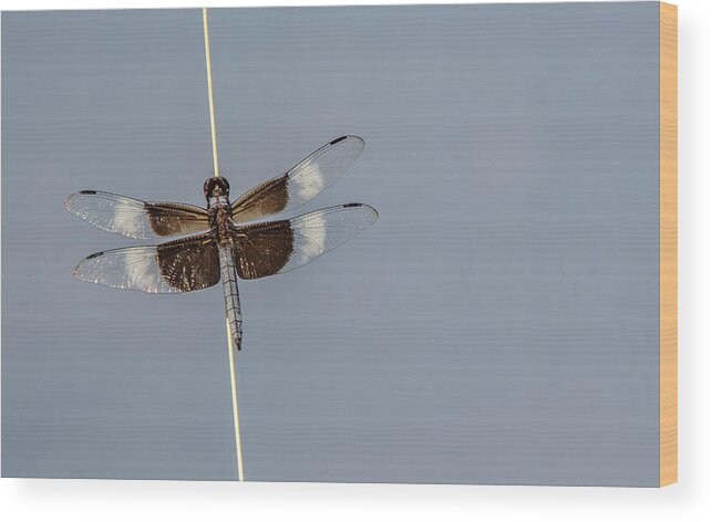 Berry Wood Print featuring the photograph Delicate Wings by Douglas Wielfaert