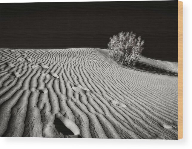 Desert Wood Print featuring the photograph Desert Dash by Judi Kubes