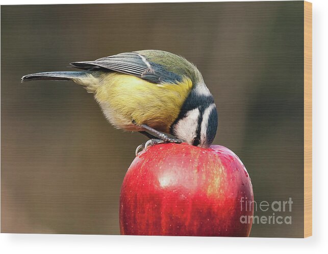 Britain Wood Print featuring the photograph Detailed blue tit with beak inside a red apple by Simon Bratt