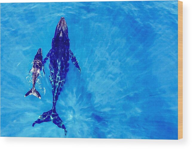 Whale
Ocean
Nature
Wildlife
Aerial
Lagoon
Marine Mammal Wood Print featuring the photograph Discover The World by Serge Melesan