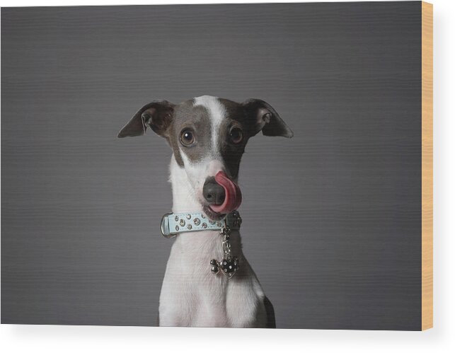 Pets Wood Print featuring the photograph Dog Licking His Nose by Chris Amaral