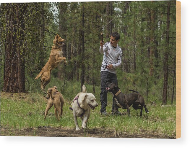 Dog Wood Print featuring the photograph Dogs playing by Julieta Belmont