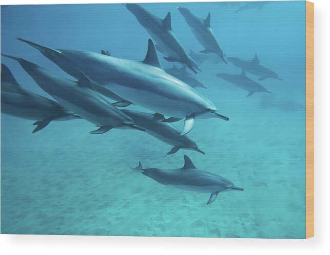 Underwater Wood Print featuring the photograph Dolphins by M.m. Sweet