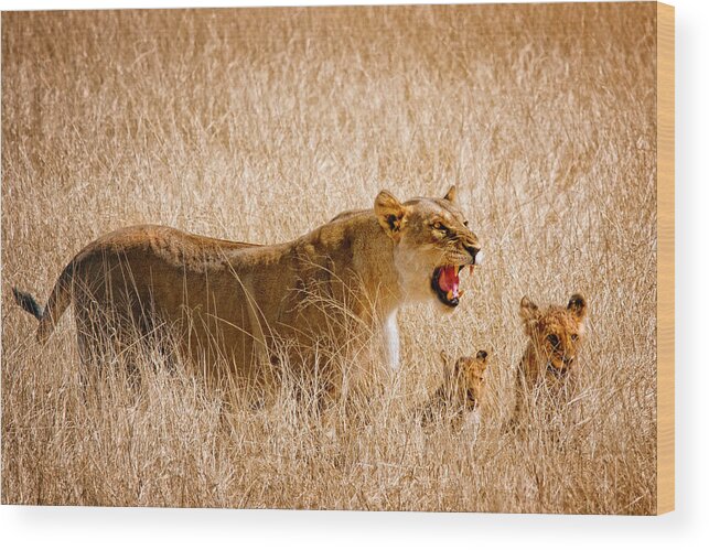 Lion Wood Print featuring the photograph Don't Disturb Me by Mathilde Guillemot