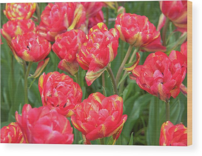 Jenny Rainbow Fine Art Photography Wood Print featuring the photograph Double Late Tulips Sundowner by Jenny Rainbow