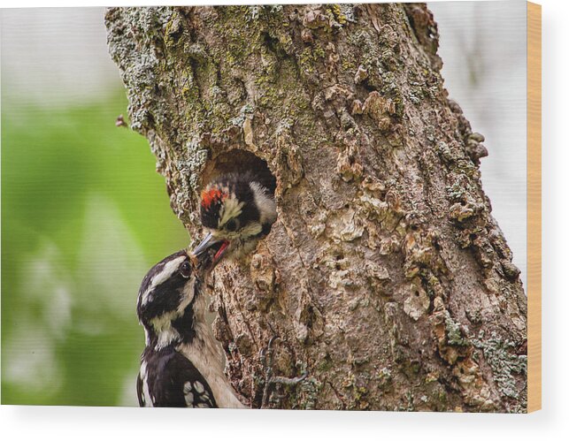 Downy Woodpecker (picoides Pubescens) Wood Print featuring the photograph Downy Lunch by Jeff Phillippi