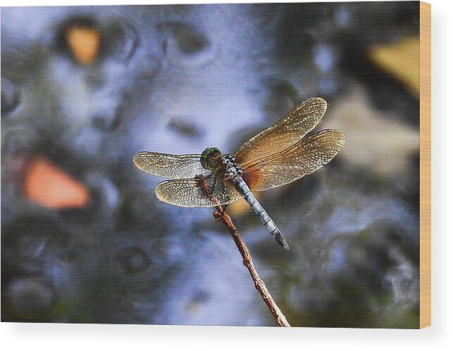 Carolina Beach State Park Wood Print featuring the photograph Dragonfly at the Swamp by Tana Reiff