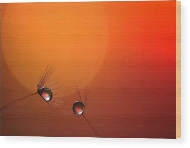 Dew Wood Print featuring the photograph Droplet by Soramamecamera