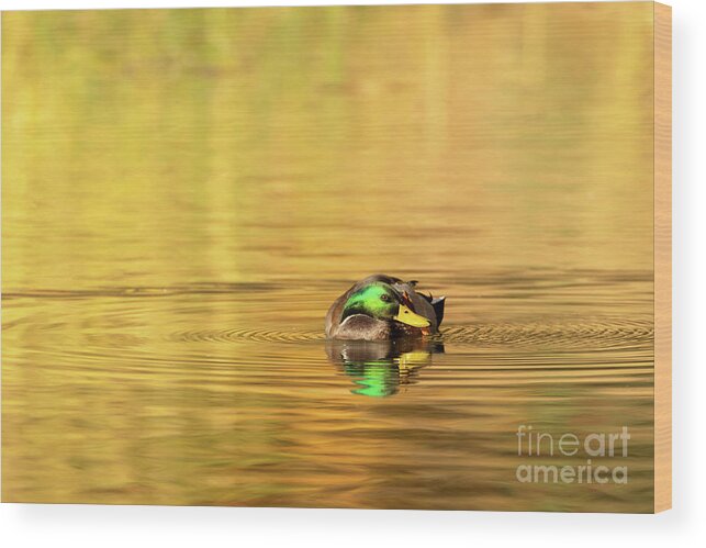 Waterfowl Wood Print featuring the photograph Duck Series - On Golden Pond - Mallard by Beve Brown-Clark Photography