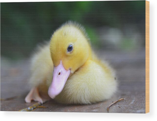 Taiwan Wood Print featuring the photograph Duckling by 2014 © Harry Yang