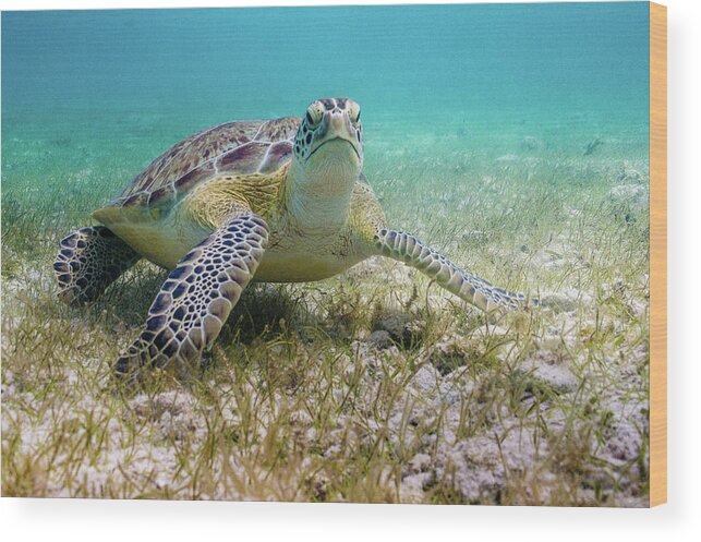 Turtle Wood Print featuring the photograph Dude by Lynne Browne