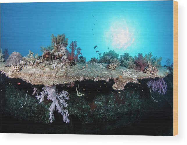 Underwater Wood Print featuring the photograph Dunraven Wreck by Lea Lee