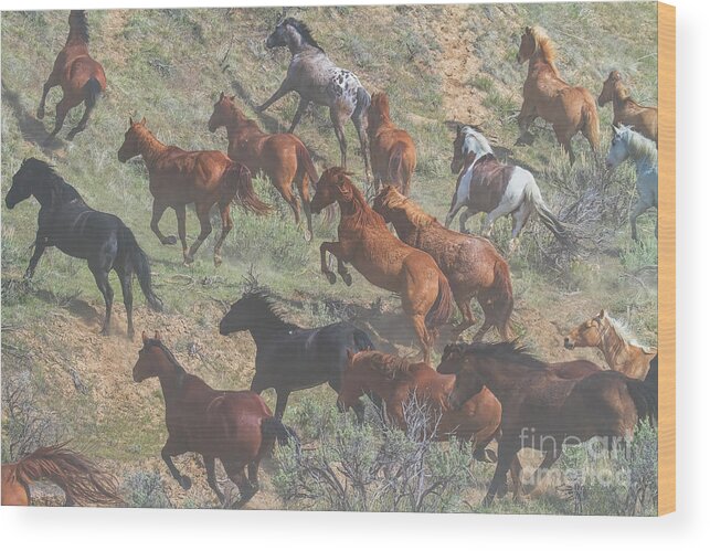 Running Horses Wood Print featuring the photograph Dust in the Wind by Jim Garrison