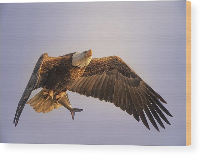 Eagle Wood Print featuring the photograph Eagle by Tao Huang