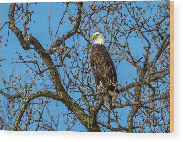 Eagle Wood Print featuring the photograph Eagle Watch by David Wagenblatt
