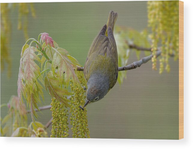 Nashville Wood Print featuring the photograph Early Bird by Jian Xu