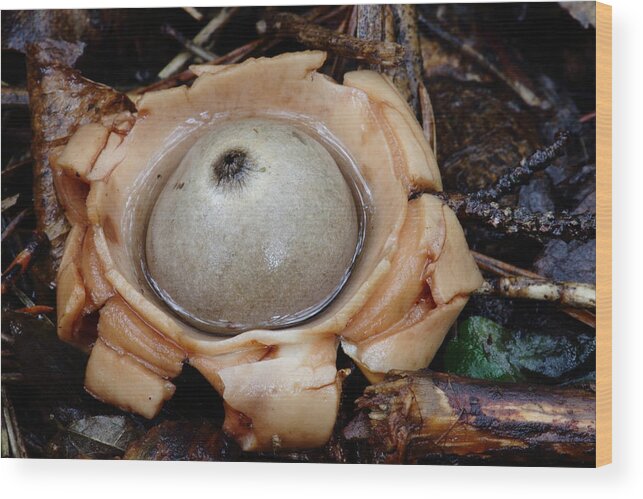 Geastrum Species Wood Print featuring the photograph Earthstar by Daniel Reed