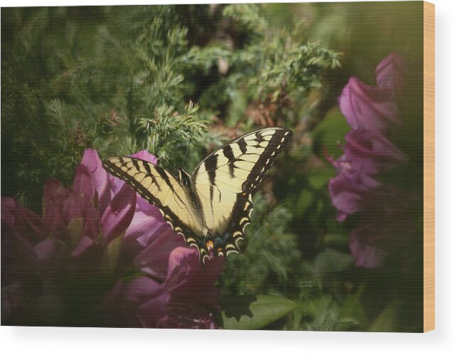 Eastern Tiger Swallowtail Wood Print featuring the photograph Eastern Tiger Swallowtail on rhododendron by Jeff Folger