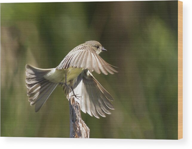 Phoebe Wood Print featuring the photograph Eastern Phoebe by Paul Rebmann