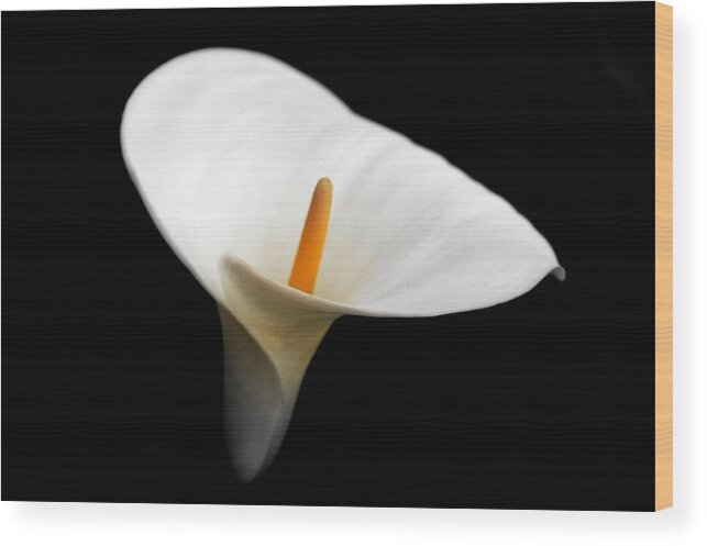 Calla Lily Wood Print featuring the photograph Elegant Flower by © 2009 By Joao Paglione - All Rights Reserved Worldwide