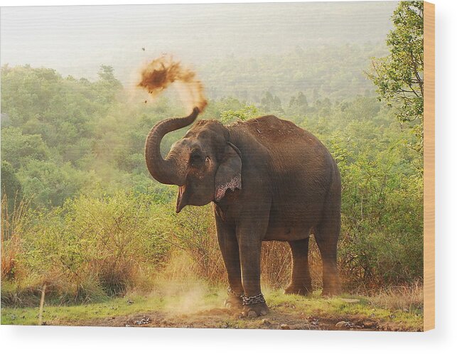 Grass Wood Print featuring the photograph Elephant by Aditi Das Patnaik
