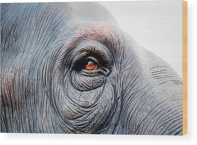 Animal Themes Wood Print featuring the photograph Elephant Eye by Selvin
