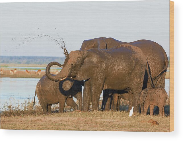 Botswana Wood Print featuring the photograph Elephant Family by Franz Aberham
