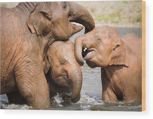 Elephant Wood Print featuring the photograph Elephant Family by Nicole Young