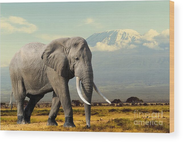 Big Wood Print featuring the photograph Elephant On Kilimajaro Mount Background by Volodymyr Burdiak