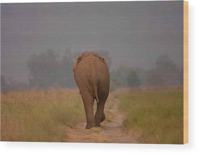 India Wood Print featuring the photograph Elephant Trail by Ab Apana